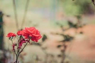 植物园，花，玫瑰，花园，花瓣，夏天，自然，美丽