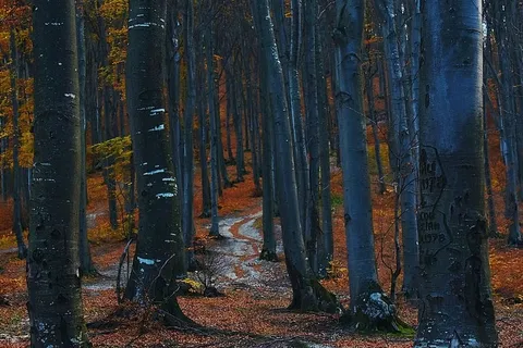树干照片 树干照片