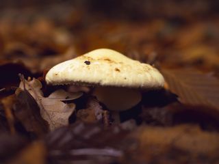 比利时，奥斯特坎普，瓦尔达姆，11月，树木，树叶，蘑菇，森林