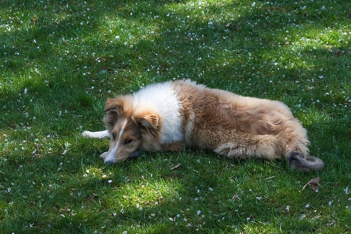 牧羊犬，狗，睡眠，草地，休息，疲劳，一种动物，哺乳动物