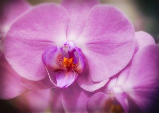 兰花，蝴蝶兰，紫色，开花，开花，花朵，蝴蝶兰，热带