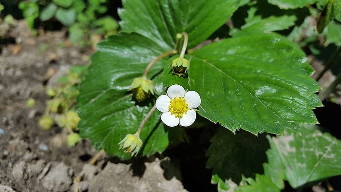 草莓花，草莓，草莓花，草莓，草莓，水果，花，植物，白色