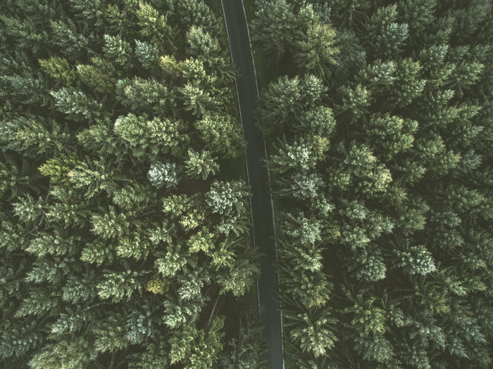 树间混凝土道路鸟瞰图