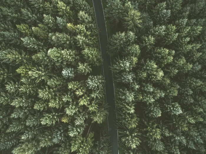 树间混凝土道路鸟瞰图