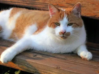 家猫，宠物，白色，猫，红色，动物，甜食，宠物