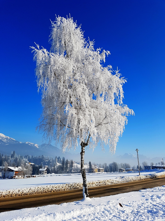树，冰，冬天，雪，寒冷的温度，自然之美，白色，植物