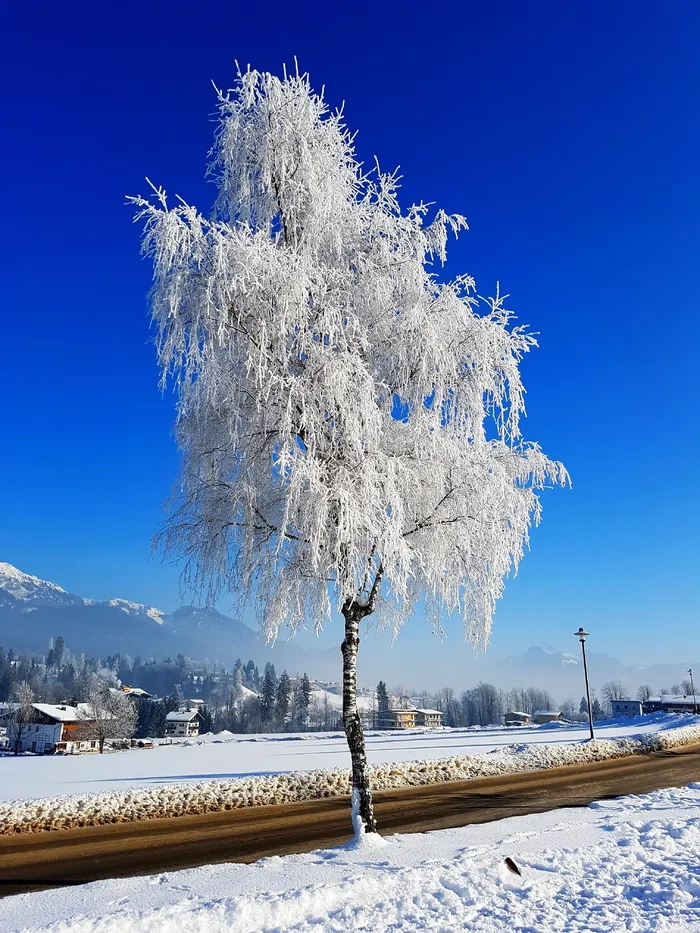 树，冰，冬天，雪，寒冷的温度，自然之美，白色，植物