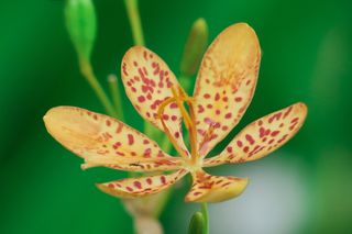 射干，花，植物，野花，花谢，红色，天然，开花