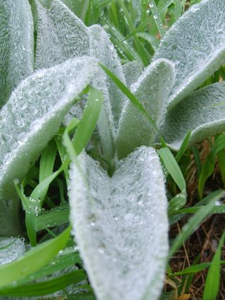 水, 下降, 水滴, 雨, 露水, 晨露, 草药, 性质