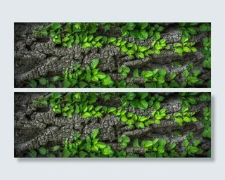 绿色，叶子植物，木材，纹理，树皮，植物，自然，表面