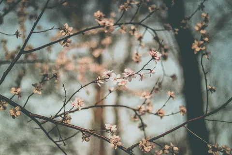 白花特写照片 白花特写照片