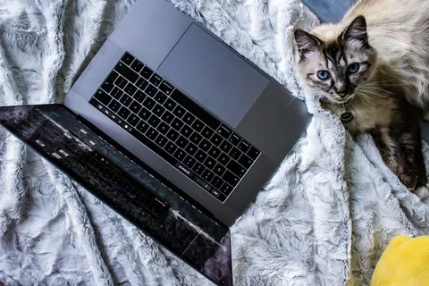 猫，小猫，婴儿，动物，动物，宠物，毛茸茸的