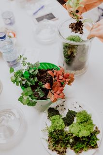 在罐子里建造雨林玻璃器皿