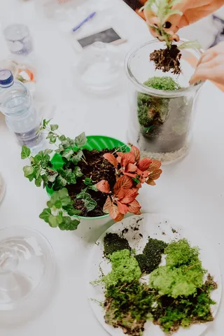 在罐子里建造雨林玻璃器皿