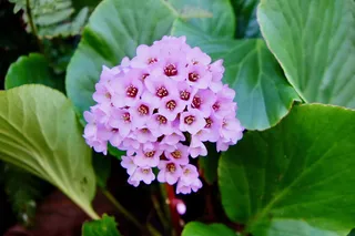 紫色，花朵，春天，纯洁，优雅，开花的植物，脆弱，脆弱