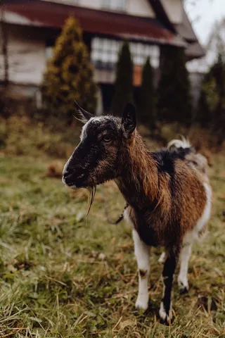 牧场上可爱的棕色山羊