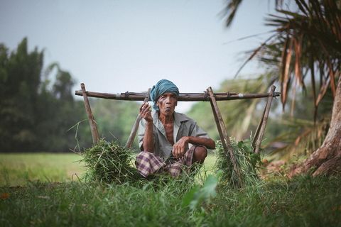 爷爷，人类，人类兴趣，植物，草，一个人，自然，成年人