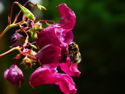 印度春茶、喜马拉雅香脂、鹰嘴豆、昆虫、一年生植物、野花、红春草、粉色 印度春茶、喜马拉雅香脂、鹰嘴豆、昆虫、一年生植物、野花、红春草、粉色