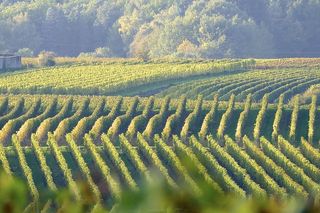 葡萄，绿色，葡萄藤，葡萄酒，葡萄园，生长，植物，自然之美