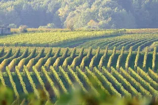 葡萄，绿色，葡萄藤，葡萄酒，葡萄园，生长，植物，自然之美