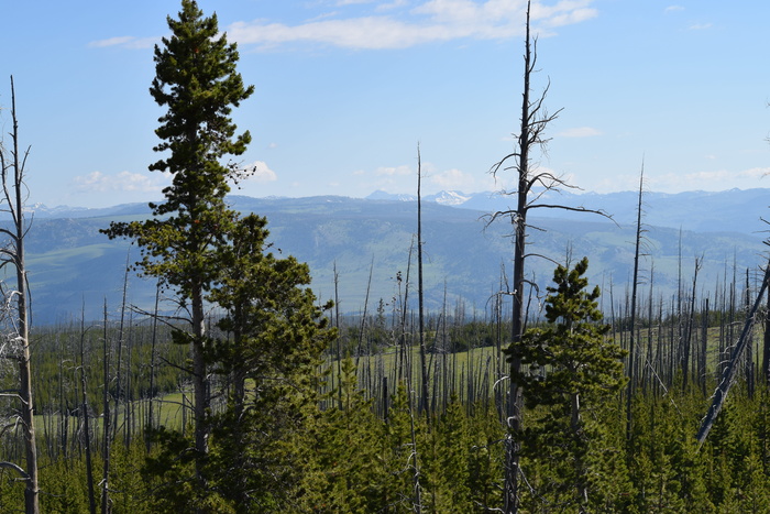 树木，景观，森林，自然，风景，南达科他州，夏天，植物