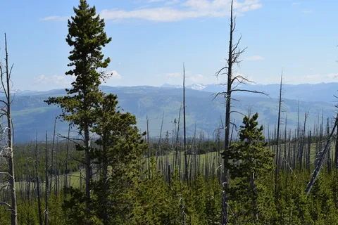 树木,景观,森林,自然,风景,南达科他州,夏天,植物 树木,景观,森林,自然,风景,南达科他州,夏天,植物