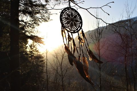 追梦人, 羽毛, 日落, 森林, 自然, 树, 木材, 枞树