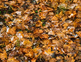 叶子，植物，地面，树，枫树，树干，枫叶，罐子