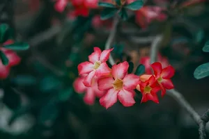 特写摄影，粉色，花瓣，红色，花瓣，花朵，花朵，花朵，绿色