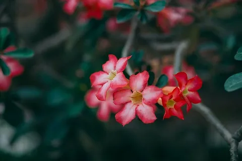 特写摄影,粉色,花瓣,红色,花瓣,花朵,花朵,花朵,绿色 特写摄影,粉色,花瓣,红色,花瓣,花朵,花朵,花朵,绿色