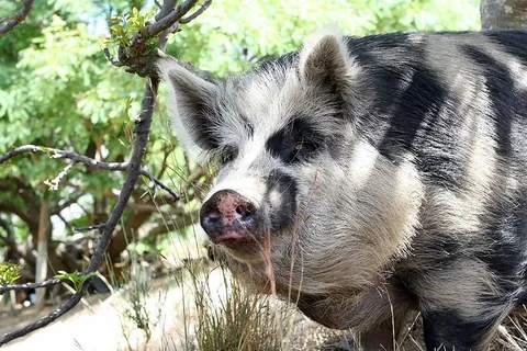 动物，培根，大，野猪，干净，可爱，脏，耳朵