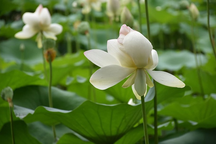 莲花，花朵，睡莲垫，开花植物，脆弱，脆弱，植物，自然之美