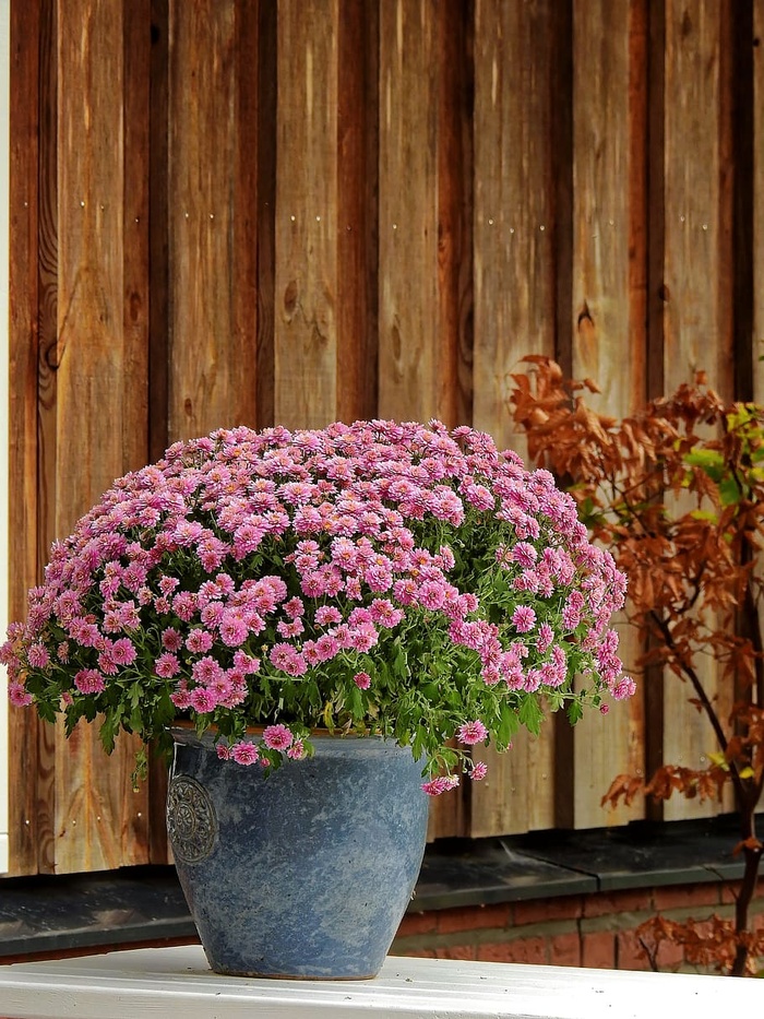 花，紫色，自然，植物，背景，地图，明信片，水桶