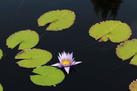 礼来、礼来、莲花、植物园、丹佛、花卉、植物、开花植物