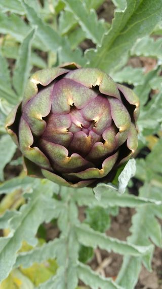 洋蓟植物，洋蓟，蔬菜，食品和饮料，叶，特写，生长，植物部分