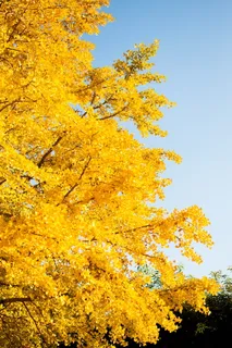 银杏叶, 秋叶, 景观, 天空, 黄色, 植物, 树, 低角度视图 银杏叶, 秋叶, 景观, 天空, 黄色, 植物, 树, 低角度视图