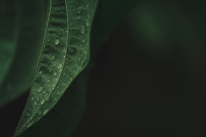 绿叶上的露水