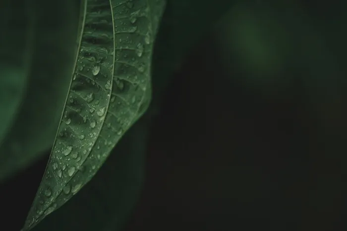 绿叶上的露水