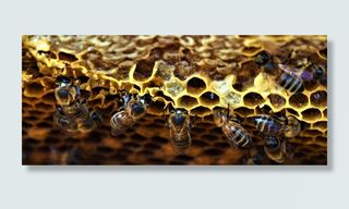 蜂箱、蜜蜂、昆虫、蜂蜜、养蜂、大自然、工人、野生动物