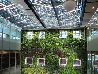 墙上生长的植物的照片