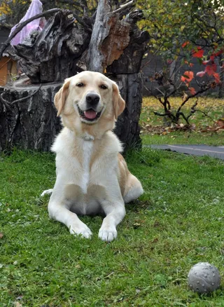 狗，可爱，动物，忠诚，狗，植物，宠物，家养