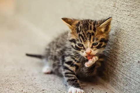 灰斑猫躺在水泥墙旁边 灰斑猫躺在水泥墙旁边
