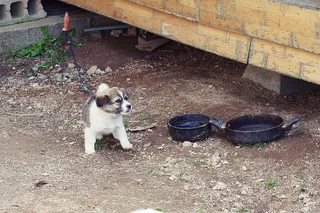 狗，狗，宠物，动物，哺乳动物，皮带，爬行动物，海洋生物