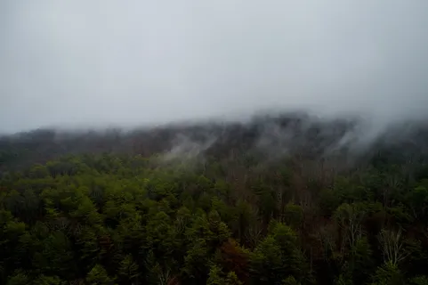 烟雾笼罩的松树、雾、山、树林、森林、绿色、空中、自然 烟雾笼罩的松树、雾、山、树林、森林、绿色、空中、自然