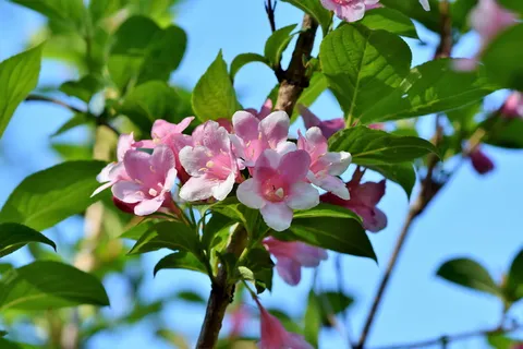 浅、聚焦摄影、白色、粉色、花朵、绿色、树叶、树枝 浅、聚焦摄影、白色、粉色、花朵、绿色、树叶、树枝