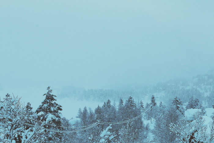 雪覆盖的树木，树木，覆盖的，雪，白天，冬天，寒冷，暴风雪