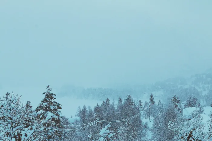 雪覆盖的树木，树木，覆盖的，雪，白天，冬天，寒冷，暴风雪