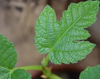叶，无花果，分形，开花，植物部分，绿色，特写，植物