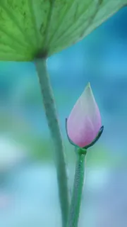 莲花、叶子、大自然、池塘、绿色、花朵、花朵、花朵