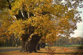 橡树，老，树，落叶树，老橡树，世纪，部落，自然